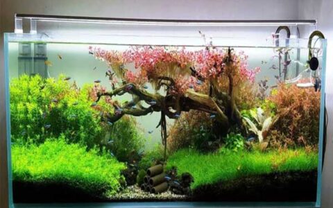 Những điều cần biết về máy bơm bể cá