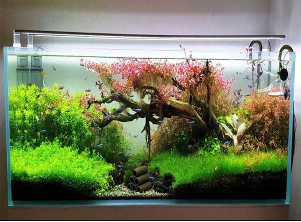 Những điều cần biết về máy bơm bể cá