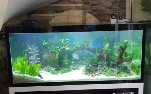 các vấn đề khi giảm thời gian sử dụng máy bơm bể cá