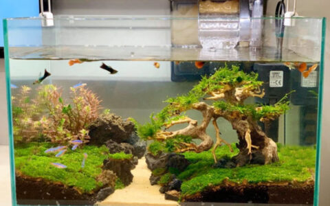 Có nên lắp máy bơm cho bể cá