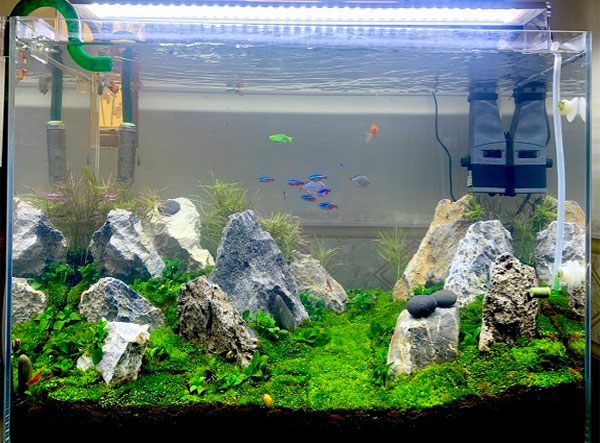Có nên lắp máy bơm cho bể cá hay không