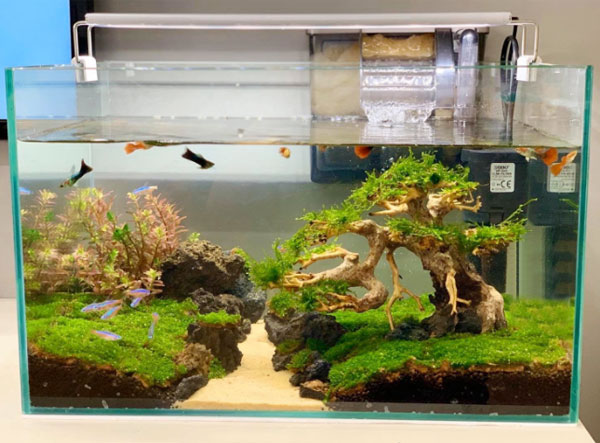 Có nên lắp máy bơm cho bể cá 