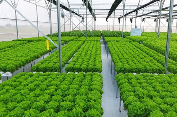 Những ưu điểm của hệ thống máy bơm nước cho nhà kính